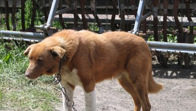 Zaostrzono kary za znęcanie się nad zwierzętami 
