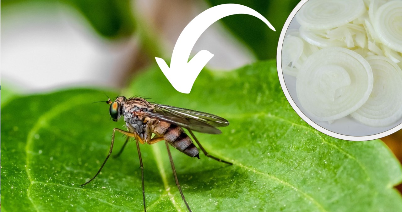 Zapach cebuli skutecznie odstraszy komary, które nie lubią intensywnych aromatów /Pixel