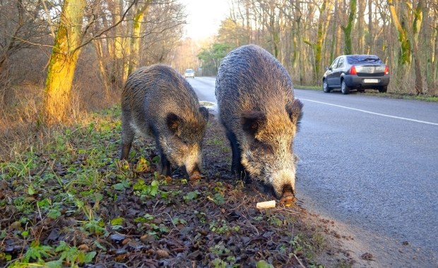 Zapach, który odstrasza. Świnoujście rozdaje preparaty na dziki