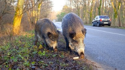Zapach, który odstrasza. Świnoujście rozdaje preparaty na dziki