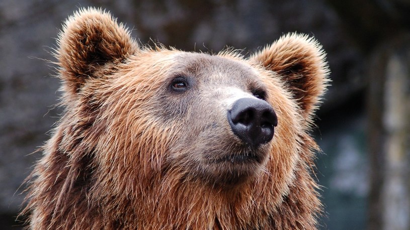 Zapadające w sen zimowy niedźwiedzie pomogą nam w skutecznej walce z otyłością /Geekweek