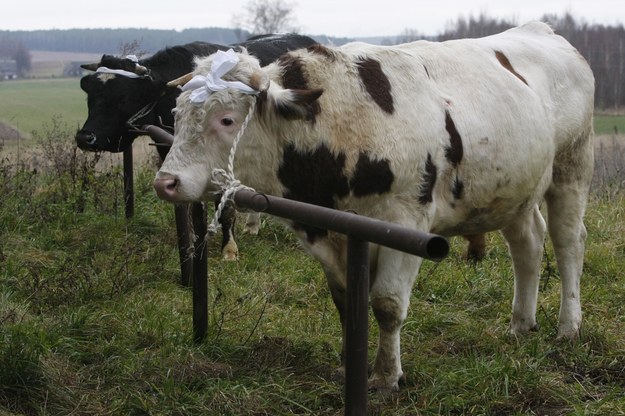 Zapadł wyrok bezwzględnego więzienia za znęcanie się nad zwierzętami