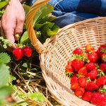 Zapalenie wątroby typu A. Zarazili się przez truskawki