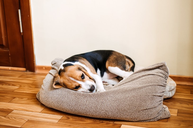 Zapewnij psu ciepłe schronienie w czasie mrozów /123RF/PICSEL