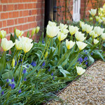 Zaplanuj ważny zabieg. Wiosną tulipany bajecznie rozkwitną