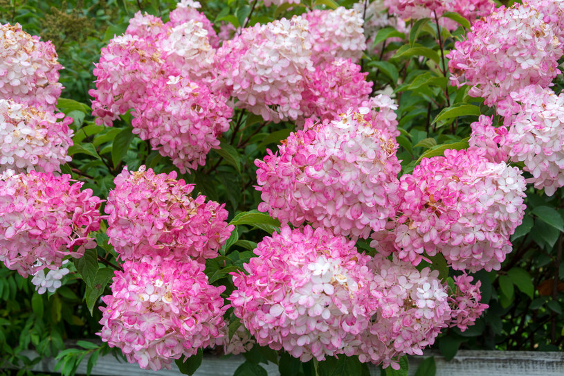Zaplanuj wiosenne sadzenie hortensji bukietowej już teraz! Odwdzięczy ci się pięknymi kwiatami /123RF/PICSEL