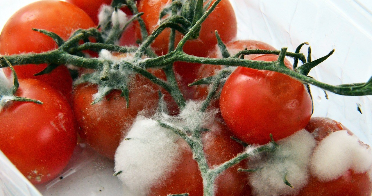Запліснявілі помідори - цінний ресурс для вашого городу /pixabay.com