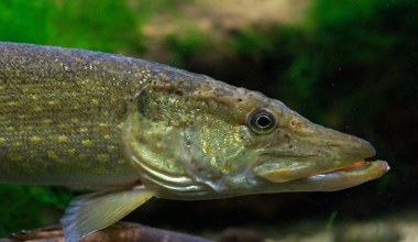 Zapomniana polska ryba. Żyje tylko w krystalicznie czystej wodzie