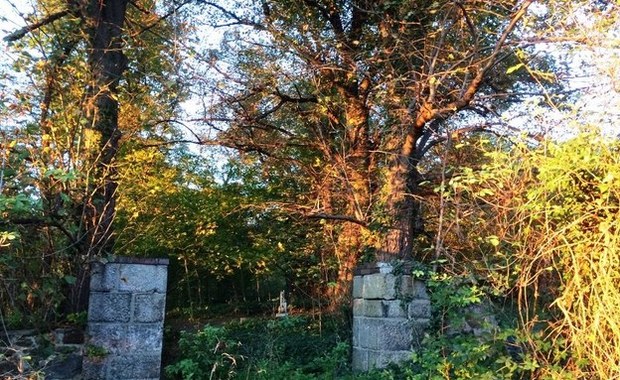 Zapomniany cmentarz w lesie 