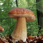 Zapomnij o borowikach. Największe grzyby na świecie zajmują całe lasy