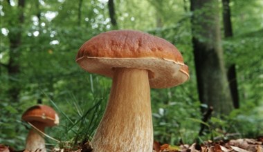 Zapomnij o borowikach. Największe grzyby na świecie zajmują całe lasy