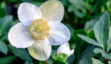 Zapomnij o grudniku, ta roślina jest jeszcze piękniejsza. Kwitnie przez całą zimę 