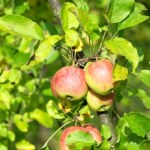 Zapomnij o opryskach. Powieś to na drzewie i ciesz się zdrowymi owocami 