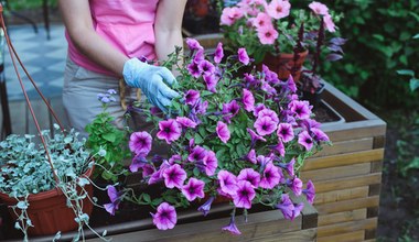 Zapomnij o pelargoniach na balkonie. W tym sezonie zastąpioną je miliony dzwonków