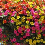 Zapomnij o pelargoniach. Ten balkonowy hit kwitnie bez przerwy