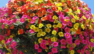 Zapomnij o pelargoniach. Ten balkonowy hit kwitnie bez przerwy