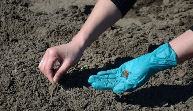 Zapomnij o rozsadach. Tych 7 kwiatów posiejesz w marcu prosto do gruntu