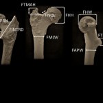 hominin Zapomnijcie o Afryce. Najstarszy przodek człowieka znaleziony w… Bułgarii