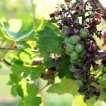Zapowiada się winobranie najgorsze od dziesięcioleci. Winna pogoda