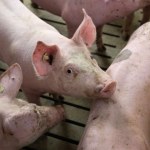 hodowla Zapytali polskich rolników o hodowlę w klatkach. Wyniki badania zaskakują