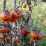 Zaraza ziemniaczana zniszczyła pomidory? Posadź to na grządkach, by odkazić ziemię