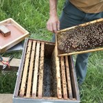 Zaraźliwa choroba pszczół w Kujawsko-Pomorskiem. Konieczne drastyczne metody