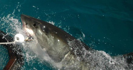 Żarłacz biały - najgroźniejszy z rekinów /AFP