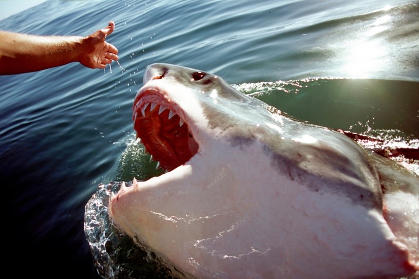 Żarłacz biały  to gatunek odpowiedzialny za największą liczbę ataków na ludzi. Niemniej jednak jest to rzadki rekin, żyjący głównie w zimnych wodach i unikający mórz tropikalnych /Getty Images