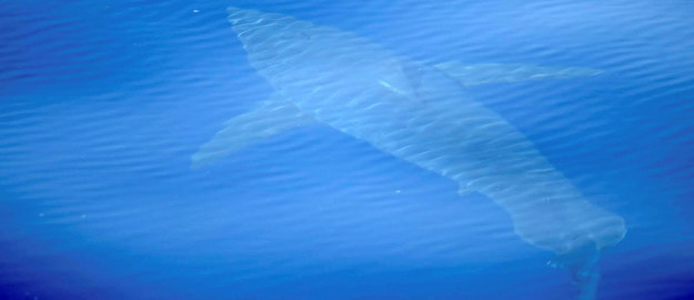 Żarłacz biały zauważony u wybrzeży Majorki /PAP/EPA/ALNITAK / HANDOUT /PAP/EPA