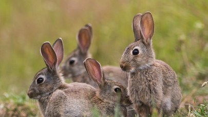 Żarłoczne „hybrydowe superkróliki” niszczą hiszpańskie uprawy 