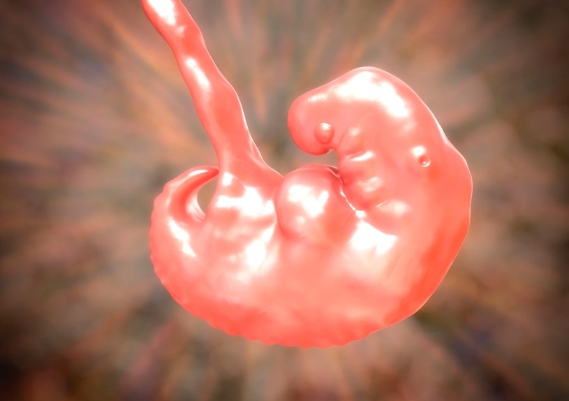 Zarodek to w zasadzie jeszcze zbiór komórek /123RF/PICSEL