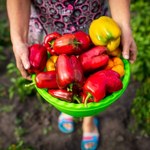 Zasadź obok papryki, a latem sąsiedzi będą patrzeć z zazdrością. Zbiory będą rekordowe