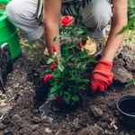 Zasadź swoją różę w Parku Śląskim 