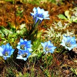Zasadź tę roślinę, obsypie Twój ogród pięknymi niebieskimi dzwonkami