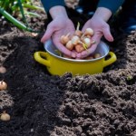 Zasadź te rośliny obok czosnku. Zbierzesz gigantyczne główki