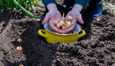 Zasadź te rośliny obok czosnku. Zbierzesz gigantyczne główki