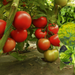 Zasadź te zioła w pobliżu pomidorów. Odstraszą wszystkie szkodniki