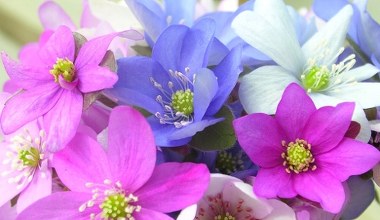 Zasadź teraz, a nie pożałujesz. Na wiosnę ogród pokryje się dywanem kwiatów