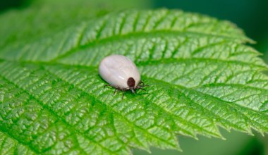 Zasadź w kwietniu i zapomnij o kleszczach. Naturalna tarcza ochronna