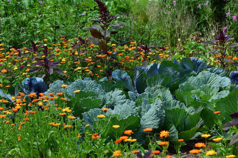 Zasiane w czerwcu warzywa szybko dadzą plony /Pixabay.com
