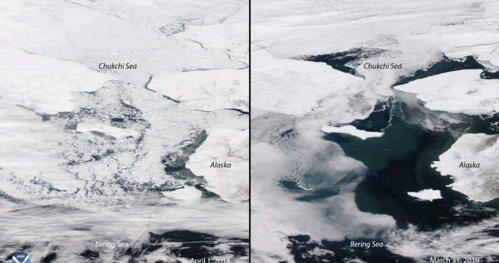 Zasięg pokrywy lodowej jest najniższy w historii - po lewej zdjęcie z 2014 r., a po prawej z 2019 r. /materiały prasowe