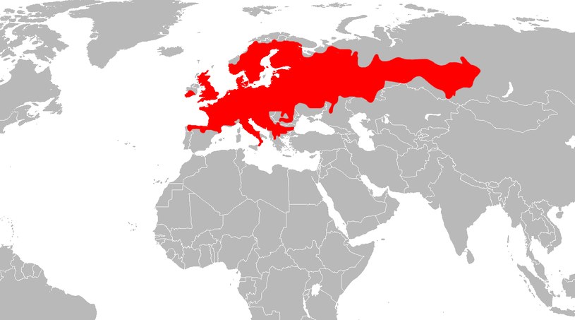 Zasięg występowania nornic rudych /Wikimedia