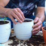 Zasiej wiosną w doniczce, a nie pożałujesz. Razem z kwiatem wzejdzie miłość i fortuna