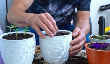 Zasiej wiosną w doniczce, a nie pożałujesz. Razem z kwiatem wzejdzie miłość i fortuna