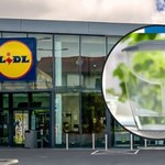 Zaskakująca oferta! Dafi w Lidlu odmieni Twoją wodę!