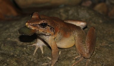 Zaskakująca żaba odkryta w Indonezji. Ma baterię zębów i duże kły