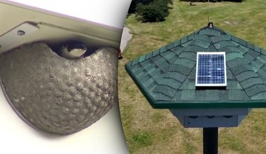 Zaskakująca zaleta fotowoltaiki. Ptaki w Polsce oszalały na ich punkcie