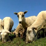 Zaskakująca zaleta owiec. Robią to, co kiedyś mamuty i tury