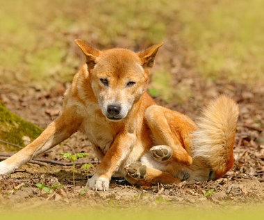 Zaskakujące badania australijskich dingo. Nie są “zdziczałymi psami"