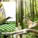 Zaskakujące, co ta jaszczurka ma na grzbiecie. Wygląda jak motyl